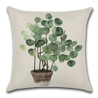 Cushion Cover Plant - Pancake - Giant Lobelia