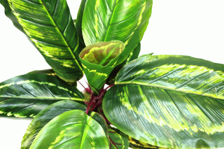 Artificial Medium 50cm Calathea Veitchiane Plant - Giant Lobelia