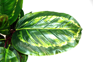 Artificial Medium 50cm Calathea Veitchiane Plant - Giant Lobelia