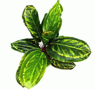 Artificial Medium 50cm Calathea Veitchiane Plant - Giant Lobelia