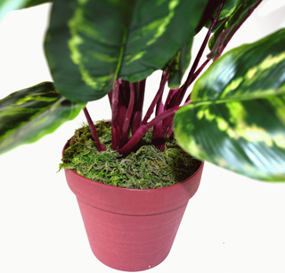 Artificial Medium 50cm Calathea Veitchiane Plant - Giant Lobelia