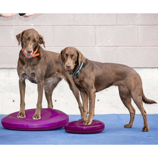 FitPAWS Pet Balance Disc 36 cm Razzleberry - Giant Lobelia