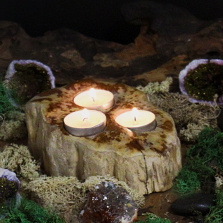 Petrified Wood Candle Holder - Triple - Giant Lobelia