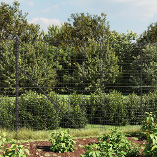 Wire Mesh Fence with Spike Anchors Anthracite 1.6x25 m - Giant Lobelia